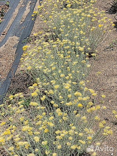 Лаванда розовая