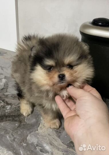 Необыкновенного окраса Exclusive Пом Шпиц