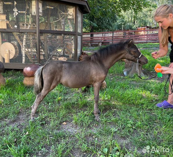 Американская миниатюрная лошадь (мини пони)