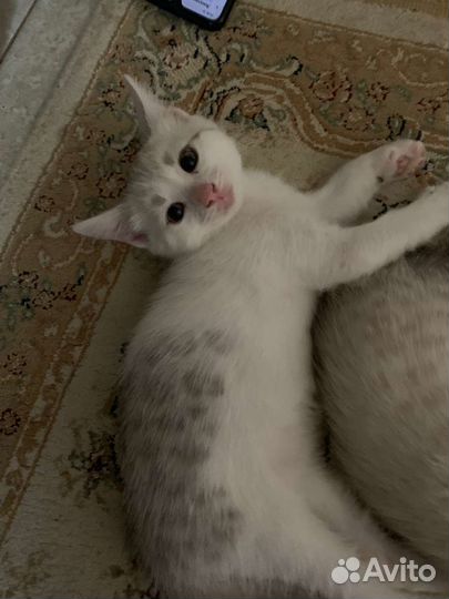Котята красавчики