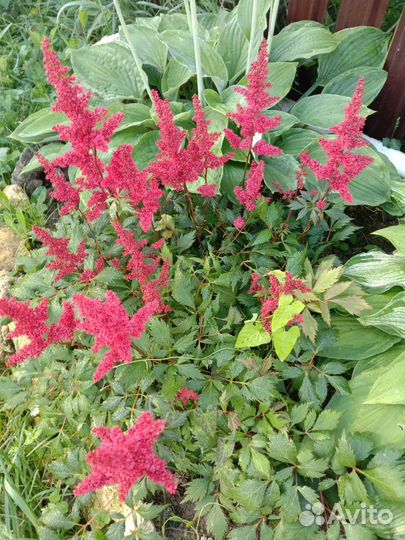 Астильба растение