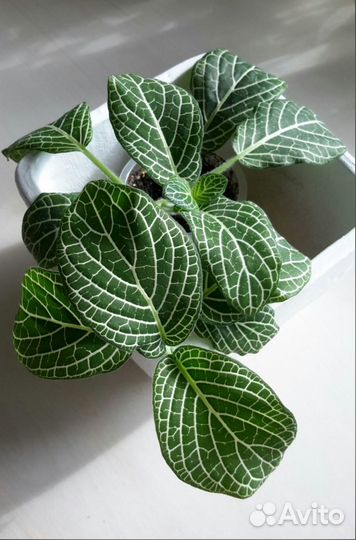 Дисхидия Сингулярис Фиттония Гибазис Jоse Puig