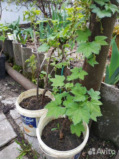 Саженцы черной и красной смородины