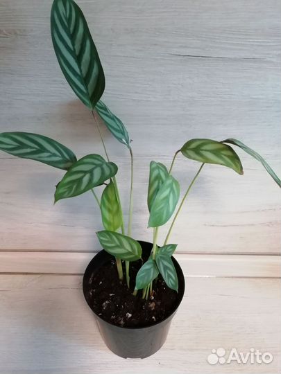 Синг ред спот триколор, фелодендрон, эписция