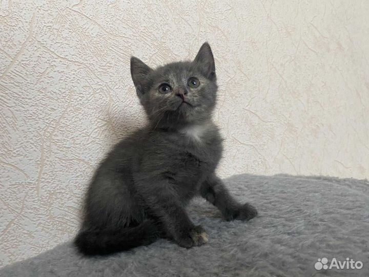 Котята ищут дом