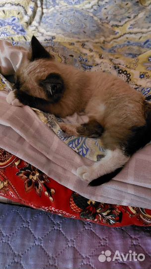 Отдам в добрые руки