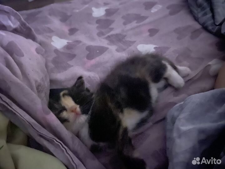 Кошечка в добрые и заботливые руки