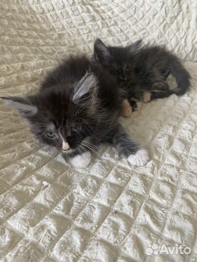 Котята Мейн Кун