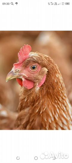 Куры несушки ломан браун