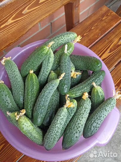 Огурцы домашние