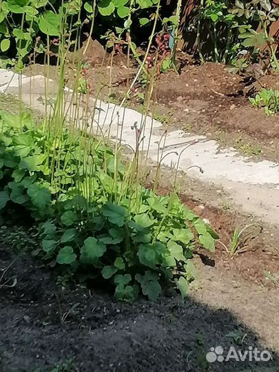 Рассада цветов
