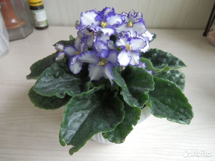 Комнатные домашние растения