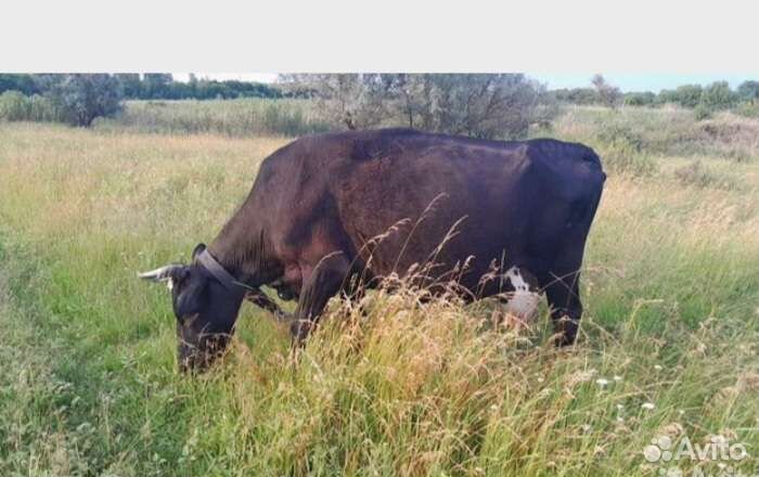 Бык,корова на мясо