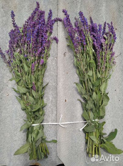 Запарка для бани. Шалфей