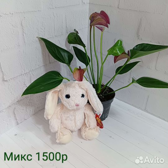 Подарок на день рождения