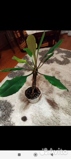 Гемантус, малочай