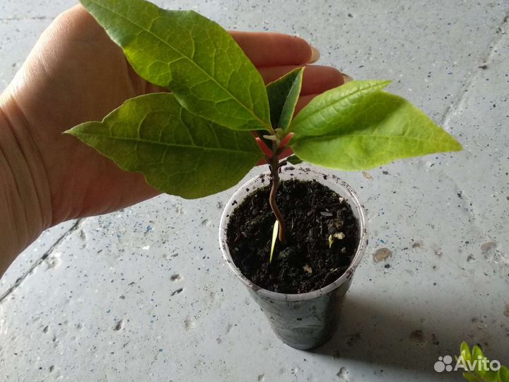 Хурма королёк