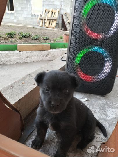 Собаки щенки мальчик