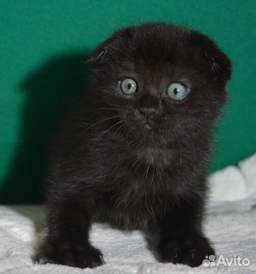 Вислоухий черный