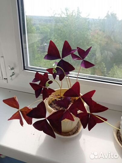 Кислица (оксалис)