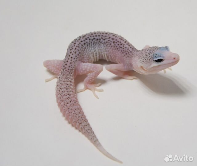 Эублефар Total Eclipse самец