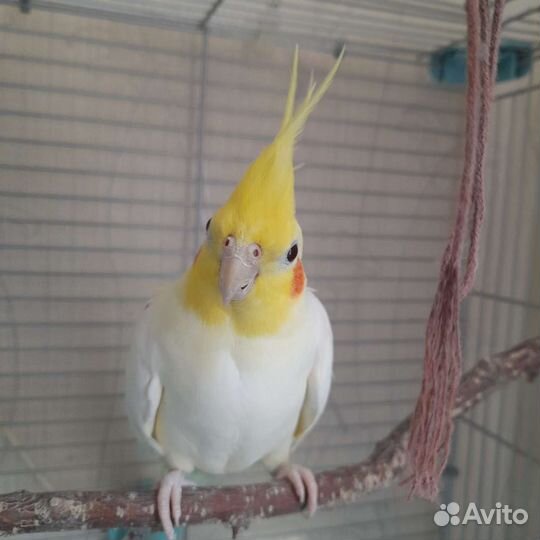 Попугай карелла