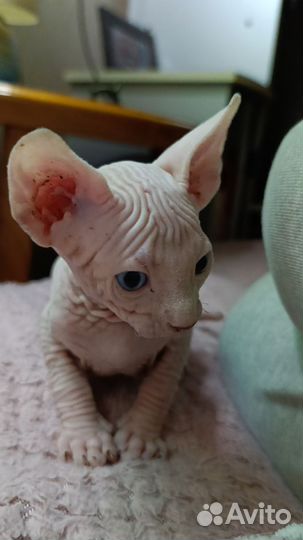 Канадский сфинкс котята