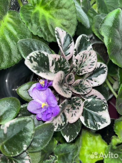 Фиалки сортовые, детки и листики