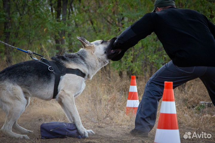 Услуги кинолога