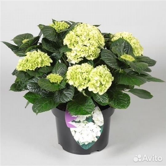 Гортензия крупнолистная в горшке