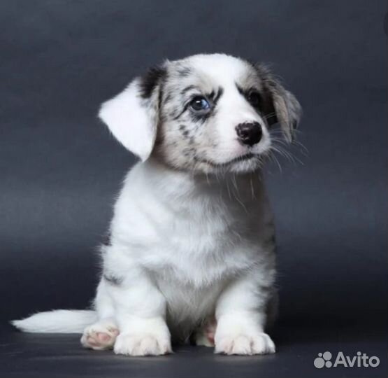 Щенки Вельш Корги кардиган