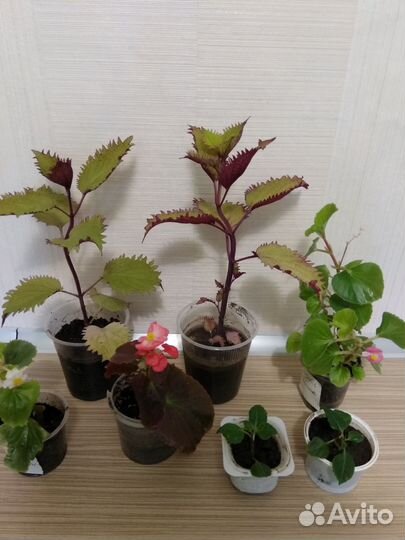 Комнатные растения