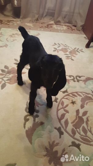 Козлята шами