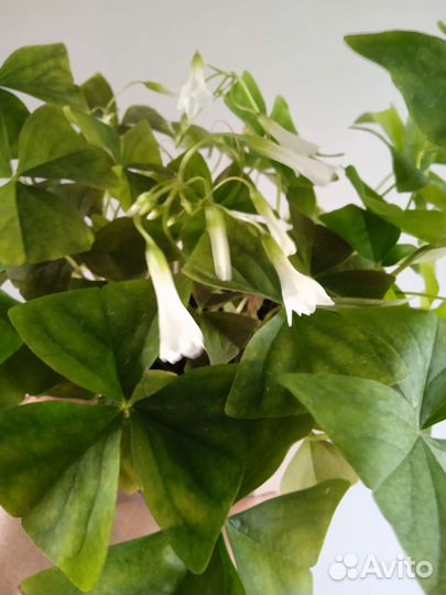 Кислица оксалис