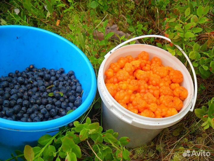 5 варенье из морошки оптом