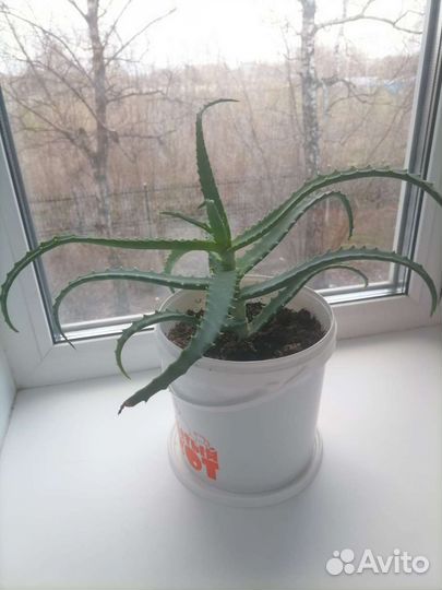 Алоэ, каланхоэ