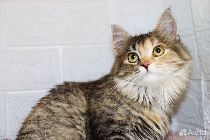 Трехцветки софа ищет дом