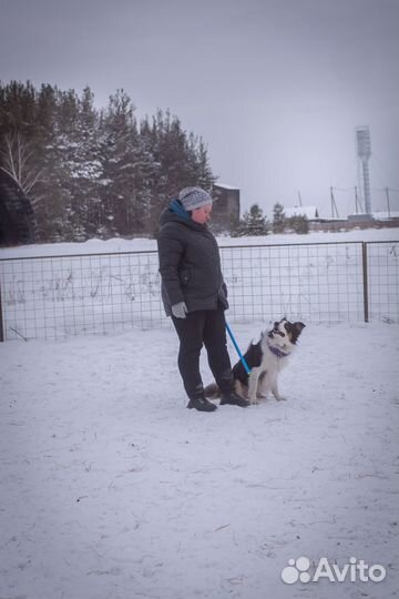 Кинолог для собак разных пород