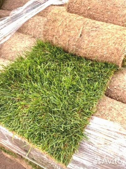 Рулонный газон от производителя