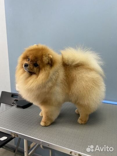 Груминг. Стрижка/линька собак и котиков