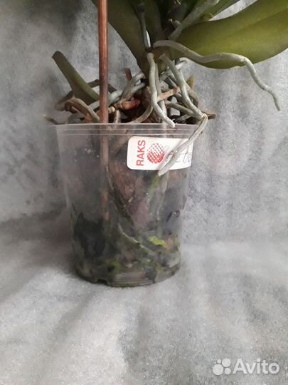 Фаленопсис Лас Вегас