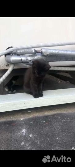 Кошка кот котёнок чёрный белый серый дымчатый бесп