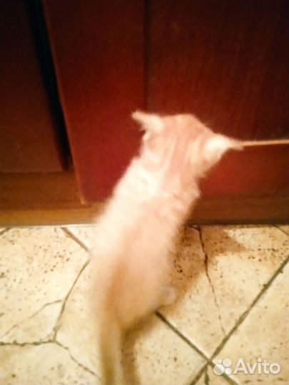 Котята девочки