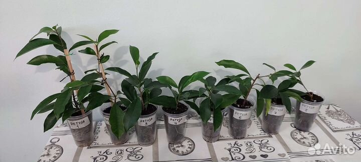 Фикусы Экзотика, Ретуза Грин, Кинки, Нина и другие