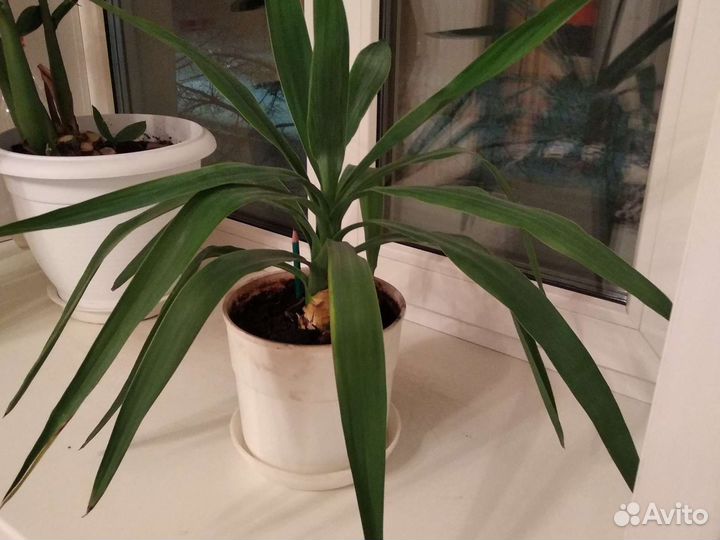 Комнатный цветок пальма юкка