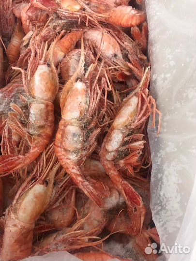 Креветка Ботан