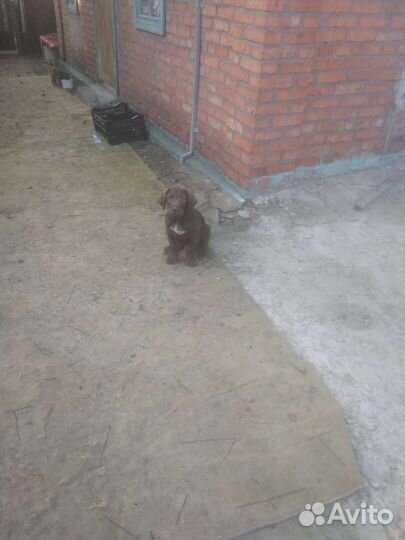 Собака. Ищет семью