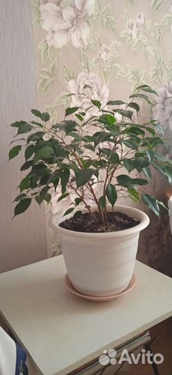 Бенджамина