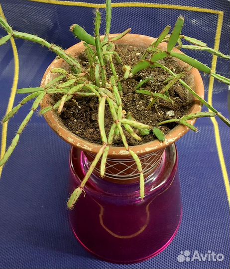 Хатиора с редкими сиреневыми цветами