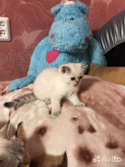 Британские котята